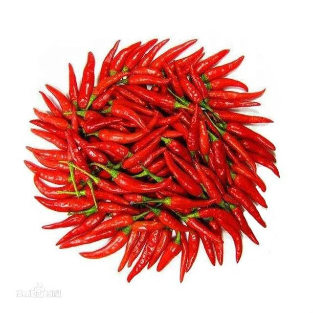 China high quality 2020 new crop for sale fresh chilli red chilli