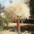 Import Christmas ornamental grass dried pampas grass hardy grass dried flowers from China