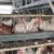 Import egg laying chicken cage coop designs building sale from China