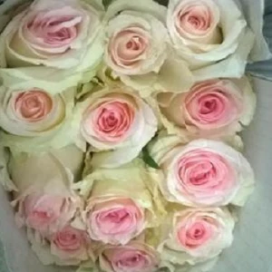 Emma Rose White Cut Flower