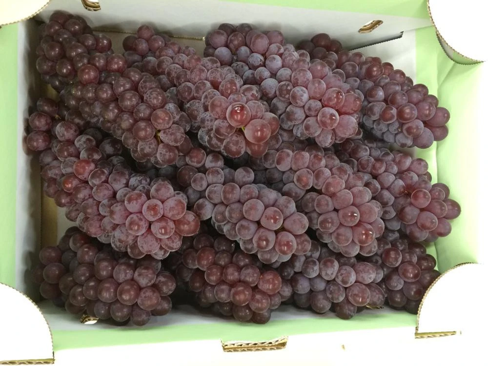 Excellent quality delicious fresh red grapes with competitive price
