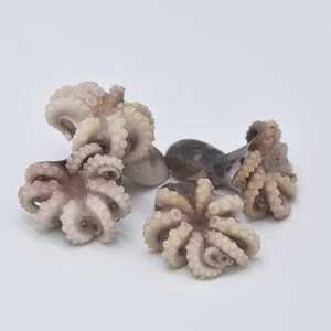 Factory wholesale frozen octopus for sale,seafood octopus,baby octopus