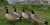 Import flocked deocys goose for hunting,hunting goose high quality from China