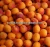 Import Fresh Apricot new crops from Egypt