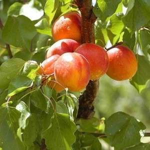 Fresh apricot, Organic Fresh apricot, Fresh Apricot fruit