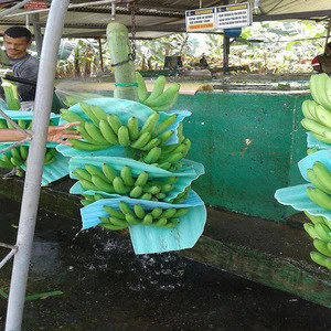 Fresh Bananas from Ecuador