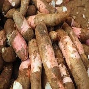 Fresh Cassava for Sale
