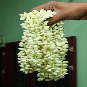 Fresh Cut Jasmine Flower From India