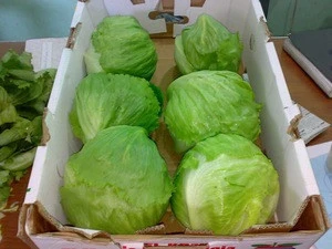 fresh egyptian cabbage high quality Class 1
