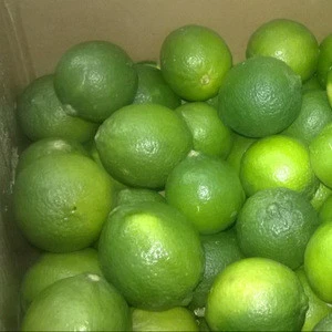 Fresh Lime Seedless Lime/ fresh lime/ fresh green lemon seedless