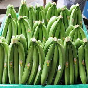 Fresh Long Green Cavendish Banana Exporters In USA