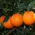 Import Fresh Orange Fruit from South Africa