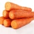 Import Fresh Raw Carrots Premium Quality from South Africa