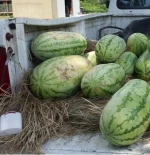 FRESH  Water Melon