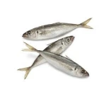 Frozen Horse mackerel fish,Live Crab,lobster, and other seafood for sale