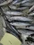 Import frozen mackerel bonito sardine horse mackerel from China