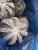 Import frozen octopus from South Korea