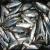 Import Frozen Sardines Bait for Your Successful Fishing Catch from China