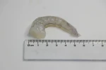 Frozen seafood wholesale shrimp red shrimp meat sales