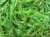 Import Frozen Seaweed Salad Chuka Hiyashi Wakame from China