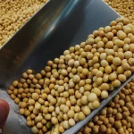 GMO and Non GMO Soyabean/Soybean for Sale