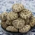 Import Good quality cultivated oven hot air dried dry camellia mushroom from China
