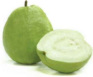 GUAVA BEST QUALITY MADE IN VIETNAM EXPORT