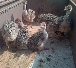 Healthy Ostrich Chicks/ Live Ostrich chicks for sale