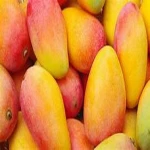 HIGH QUALITY Fresh Mango