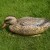 Import High Quality Mallard PE Material Plastic Duck Hunting Decoys from China