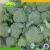 Import Hot Sale Fresh Broccoli With Lower Price from China