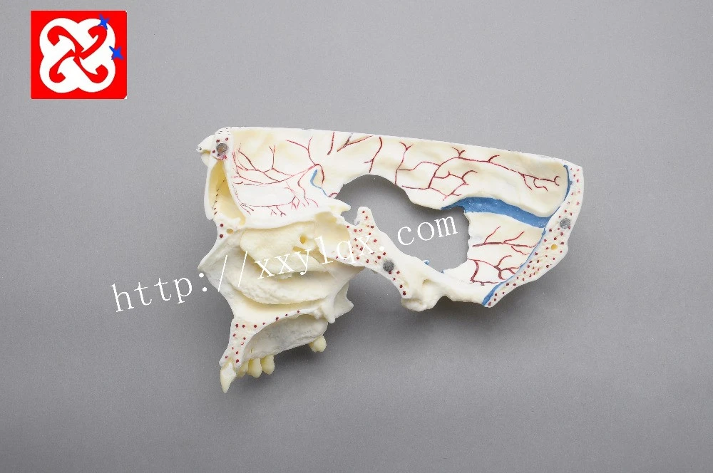 Hot Sale medical science subject and human anatomy type model Life-size Human Plastic Skull Model