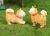 hot selling yellow Akita dogs garden animals miniature sculpture resin dog statues