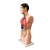 Import HUMAN TORSO WITH HEAD / Medical Science from China