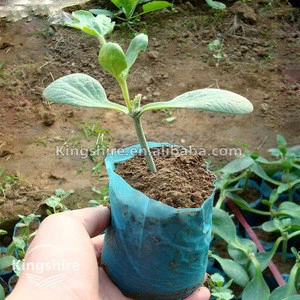 Hybrid Rootstock seed For watermelon, melon