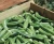 Import Indian Fresh Okra from India