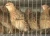 Import Indoor breeding quail cage galvanized encryption automatically collect quail eggs from China