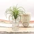 Import Indor decoration mini succulent artificial plant from China