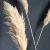 Import INS Nordic style natural plant dried flower fluffy pampas grass as  Decorative Flowers from China