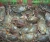 Import IQF seafood frozen mud crab live mud crabs from Philippines