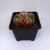 Import korean succulents wholesale live plants natural suculent real echeveria succulent plant live from China