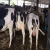 Import Live Dairy Cows and Pregnant Holstein Heifers Cow/Boer Goats, Live Sheep, Cattle, Lambs for sale from Philippines