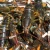 Import Live Lobster for sale from Philippines