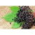 Import Manufacturer Bulgaria Private Label Health Care Products Dried Elderberries Fruits from Bulgaria