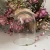 Import Manufacturer wholesale clear decorative hand blown glass cloche bell jar domes cover from Pakistan