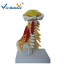 Medical Supplies Anatomical Education Spine Model With Nerve and Brainstem
