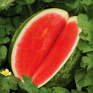 Water melons in wholesale price