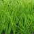 Import Multifarious high cost performance artificial sports grass turf outdoor plastic carpet grass tiles from China