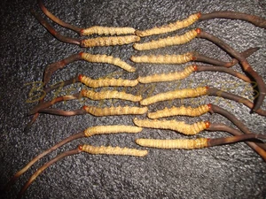 Mushrooms &amp; Truffles Detan Dried Cordyceps Militaris