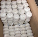 Natural Fresh White Garlic